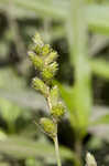 Blunt broom sedge